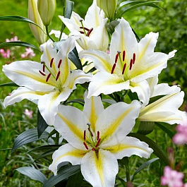 Лилия восточная Легенда НАБОР 2ШТ (2+2)