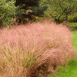 Анемантеле тростниковидный Sirocco