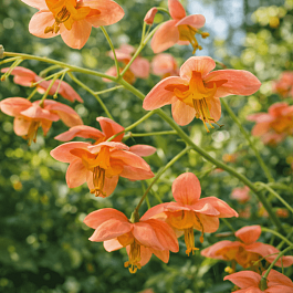 Горянка варлийская Orangekonigin