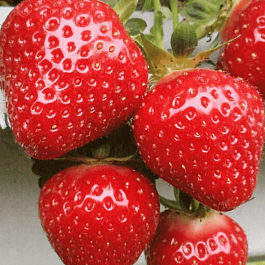 Земляника садовая Клери