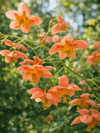 Горянка варлийская Orangekonigin