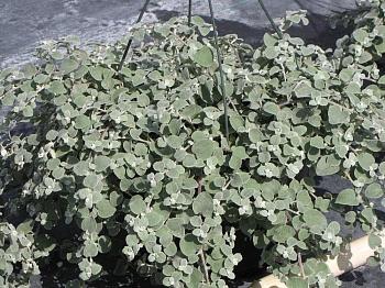 Гелихризум (Бессмертник) черешковый Microphylla