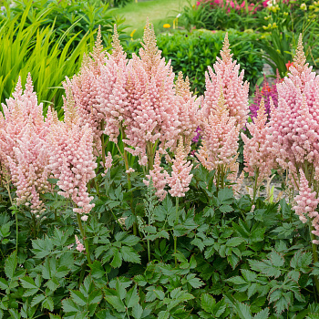 Астильба китайская Корал Айленд НАБОР 2ШТ (1+1) Астильба китайская Корал Айленд НАБОР 2ШТ (1+1)