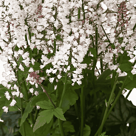 Гейхерелла White Revolution