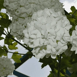 Калина обыкновенная Pohjan Neito