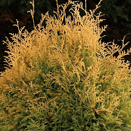 Туя западная Rheingold