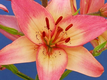 Лилия азиатская Изи Дрим НАБОР 2ШТ (2+2)