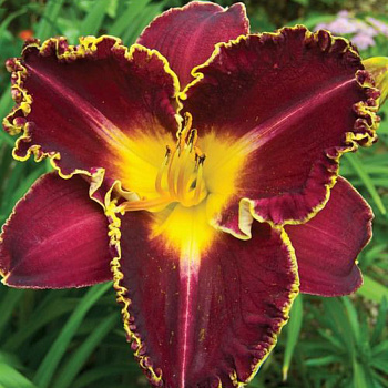 Лилейник гибридный Сторм ов зе Сенчури