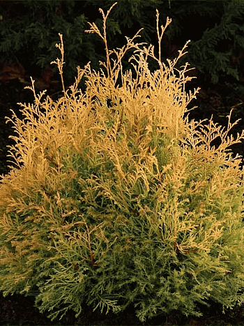 Туя западная Rheingold