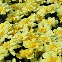 Бархатцы отклоненные Алюмиа Ванилла Крим