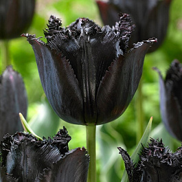 Тюльпан бахромчатый Фринджд Блэк