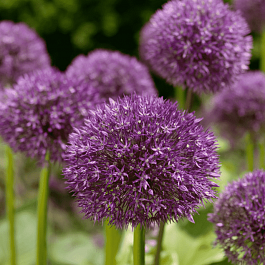 Лук декоративный Beau Regard