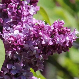 Сирень обыкновенная Изобилие