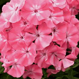 Флокс метельчатый Солнечный Зайчик