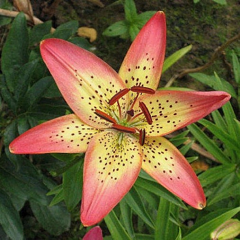 Лилия азиатская Италия