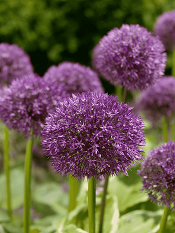 Лук декоративный Beau Regard