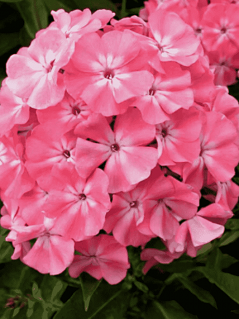 Флокс метельчатый Солнечный Зайчик