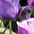 Тюльпан Blue Amaible