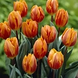 Тюльпан триумф Prinses Irene