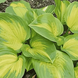 Хоста Enchiladas