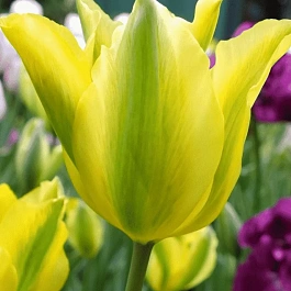 Тюльпан Humming Bird