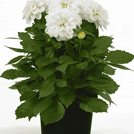 Георгин Dahlietta Select Whitney