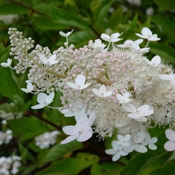 Гортензия метельчатая Floribunda