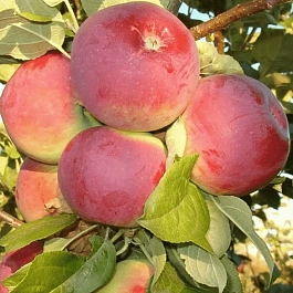 Яблоня Орлик