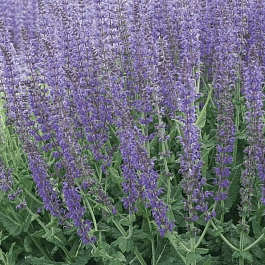 Шалфей дубравный Mainacht