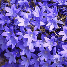 Колокольчик Портеншлага Lieselotte