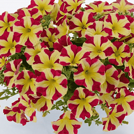 Петуния (сурфиния) King of Hearts