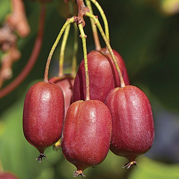 Актинидия аргута Скарлет Септембер Киви