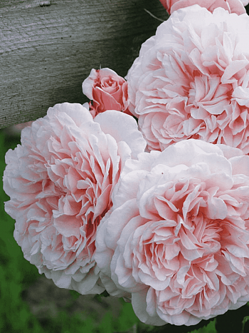 Роза Плетистая Rose de Tolbiac