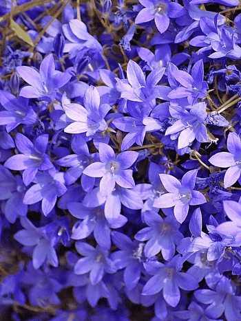 Колокольчик Портеншлага Lieselotte