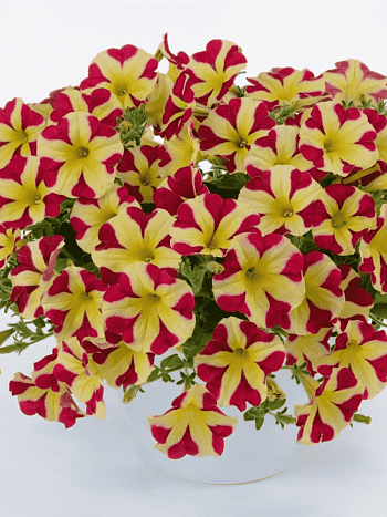 Петуния (сурфиния) King of Hearts