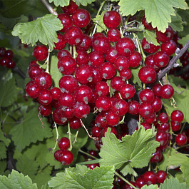 Смородина красная Асора