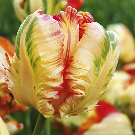 Тюльпан попугайный Пэррот Кинг НАБОР 2ШТ (10+10)