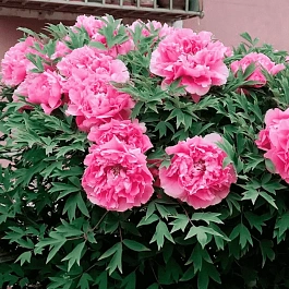 Пион Древовидный Wealth and rank