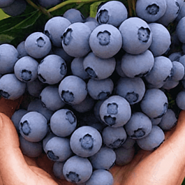 Голубика высокорослая Ozarkblue