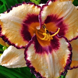 Лилейник Creative Vision