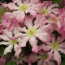 Клематис крупноцветковый Фрау Сьюзан