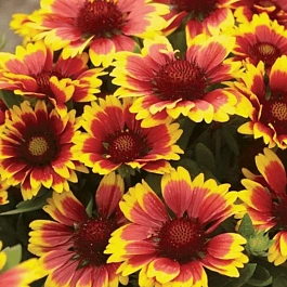 Гайлардия гибридная Arizona Sun
