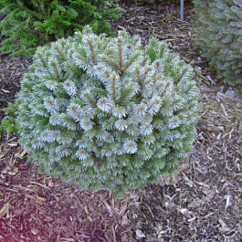 Ель ситхинская Нана