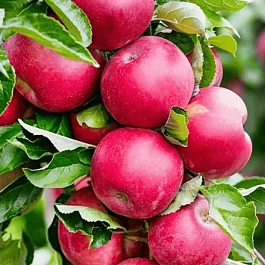 Яблоня Колоновидная Арбат
