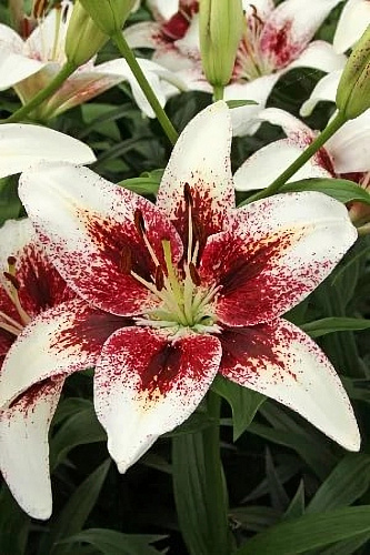 Лилия азиатская Трайбал Кисс