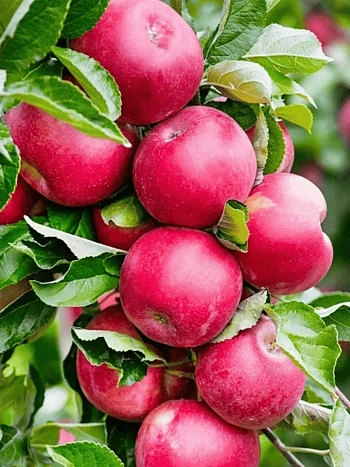 Яблоня Колоновидная Арбат