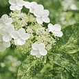 Гортензия метельчатая Shikoku Flash