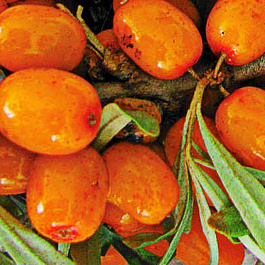 Облепиха Жемчужница