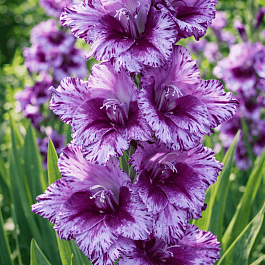 Гладиолус Passos