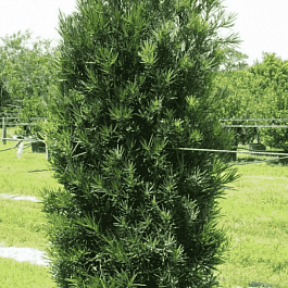 Тис средний Green Rocket